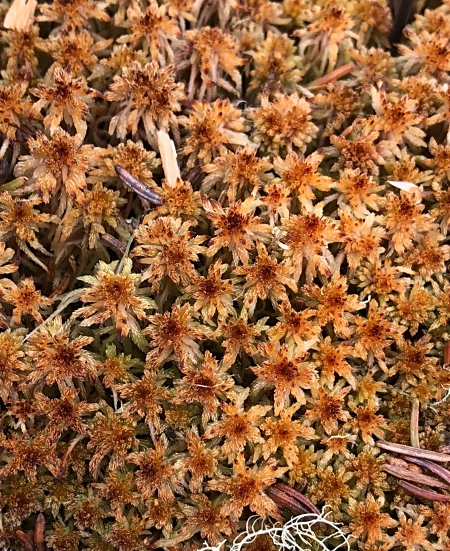 An example of healthy Sphagnum moss growing in a peat land.