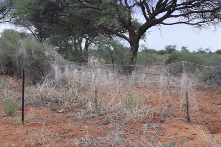 Spider colonies for research out in a field surrounded by trees