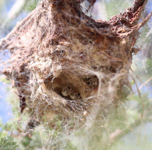 A spider colony hanging from the branches of a tree