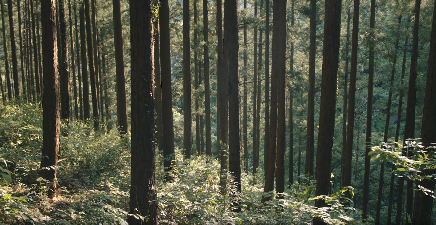 Sunlit image from a sloping forest floor — tall, thin tree trunks, with greenery in the background.