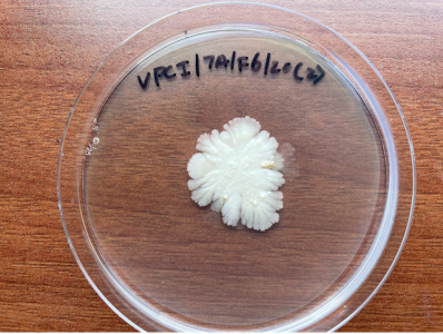 A sample of C. auris on a petri dish 