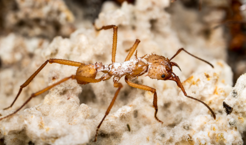 A close-up of a brown ant covered in a white substance