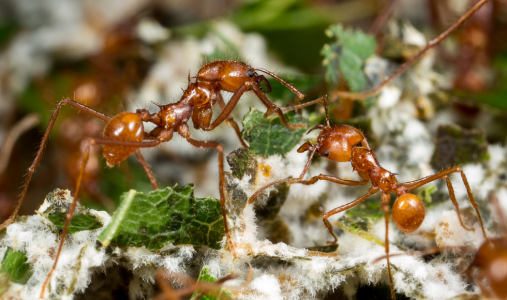 A close-up of two brown ants cultivating green leaves and fungus.