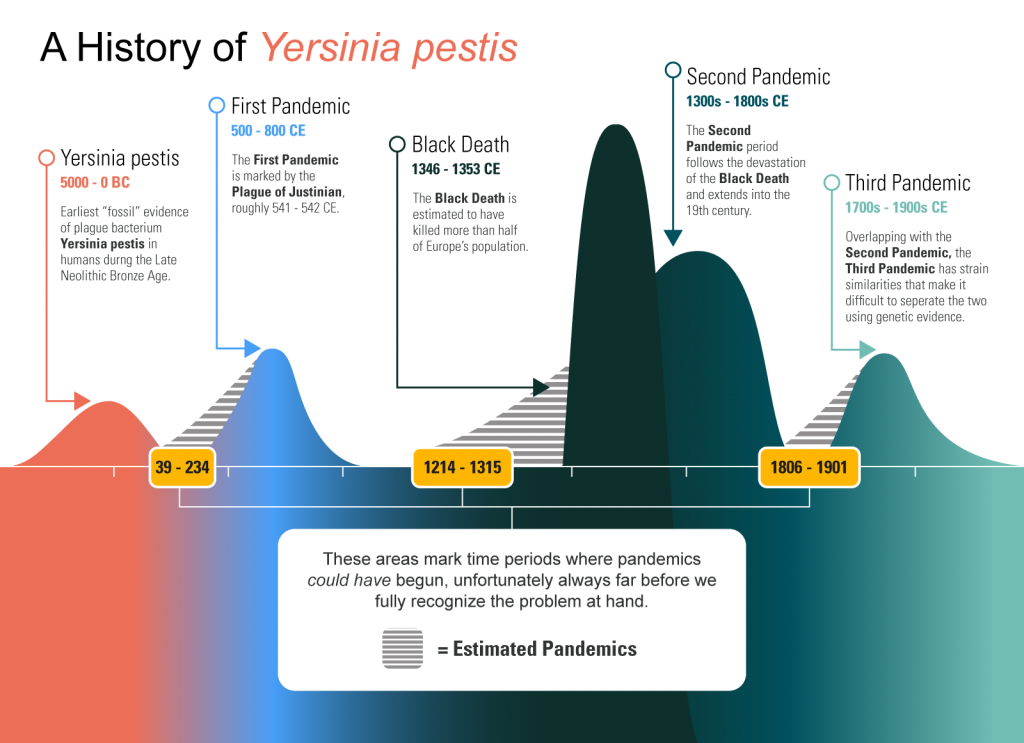 Infographic illustrating the history of Y. pestis, showing five data points, starting with 5,000 BC and ending now. 1. 5000BC to 0 BC, "Earliest fossile evidence of the plague bacterium Y. pestis in humans during late neolithic bronze age." 2. 500-800 CE, the first pandemic is marked by the Plague of Justinian, roughly 541-542CE. 3. Black Death 1346-1353CE. The Black Death is estimated to have killed more than half of Europe's population. 4. Second Pandemic 1300s to 1800s CE. The second pandemic period follows the devastation of the black death and extends into the 19th century. 5. Third Pandemic, 1700s to 1900s CE: Overlapping with the second pandemic, the third pandemic has strain similarities that make it difficult to separate the two using genetic evidence." 