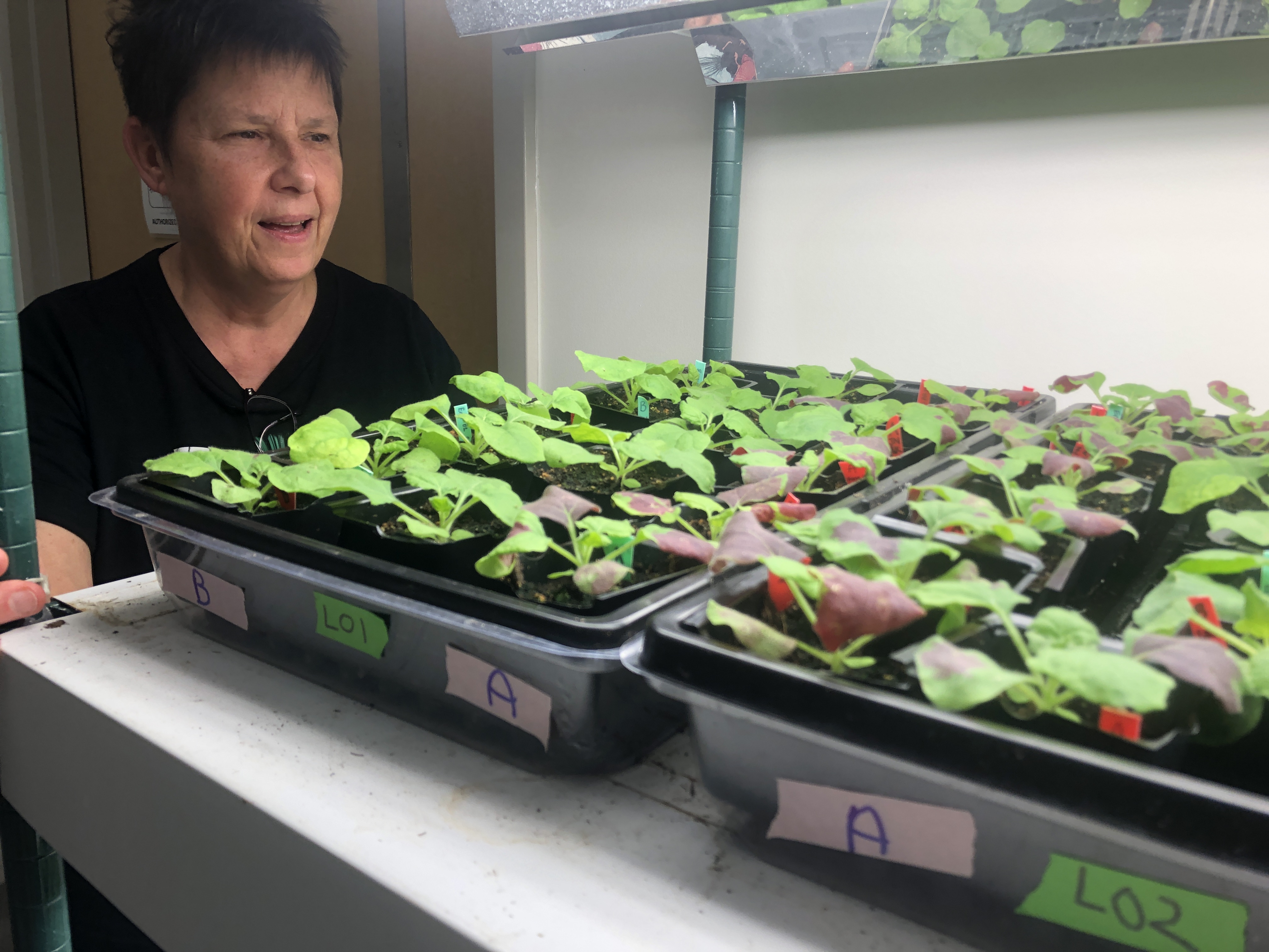 Professor Cameron looks at trays of seedlings under a bright light