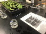 Seedlings and glass cups in the lab