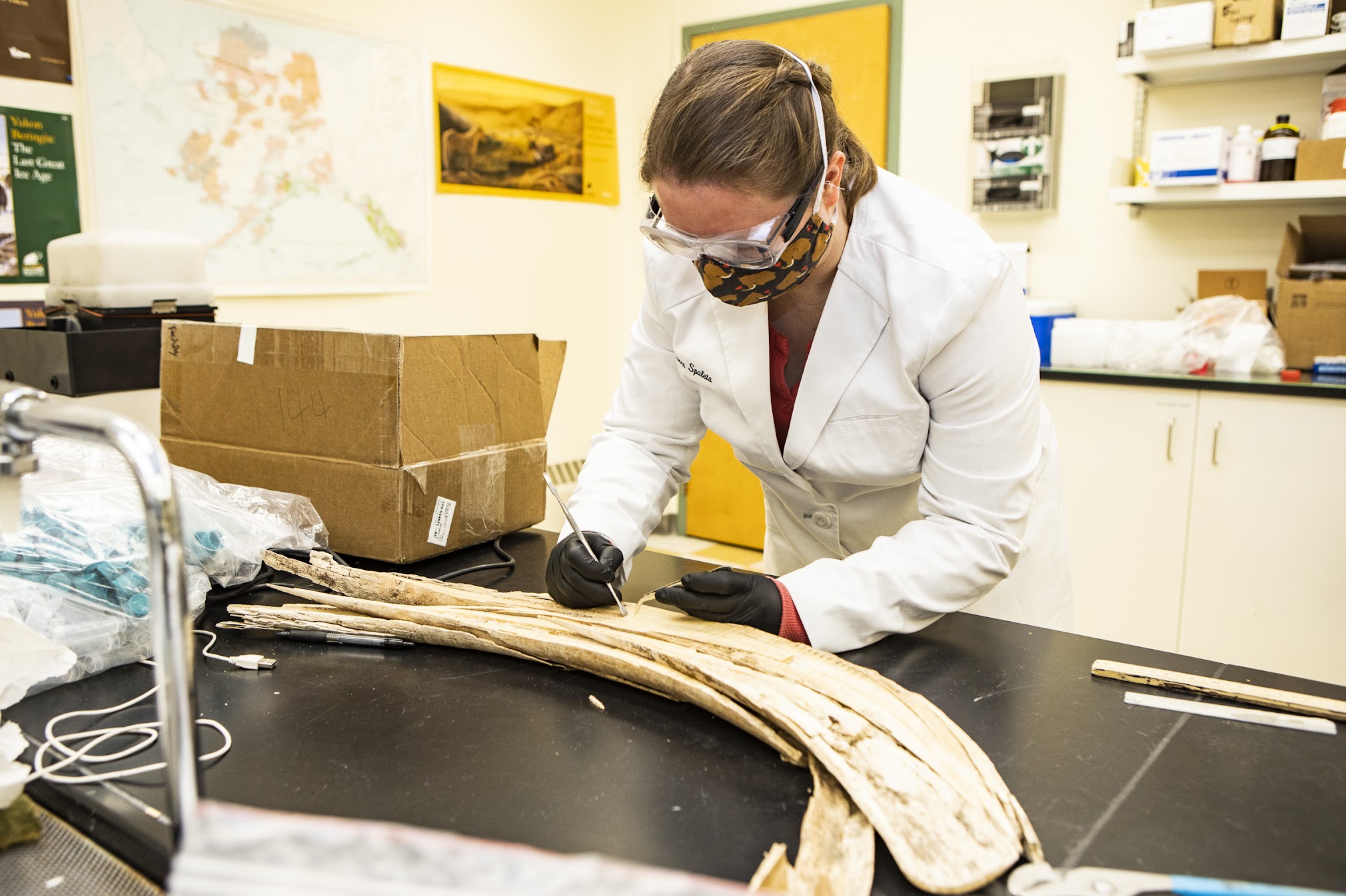 A researcher in a white lab coat and safety goggles examining a woolly mammoth tusk 