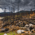 A photo of a forest showing the destruction after a forest fire.