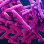 A stock photo of tuberculosis under a microscope.