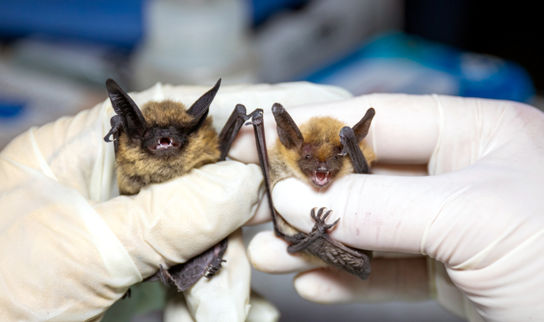 Gloved hands hold two tiny bats.