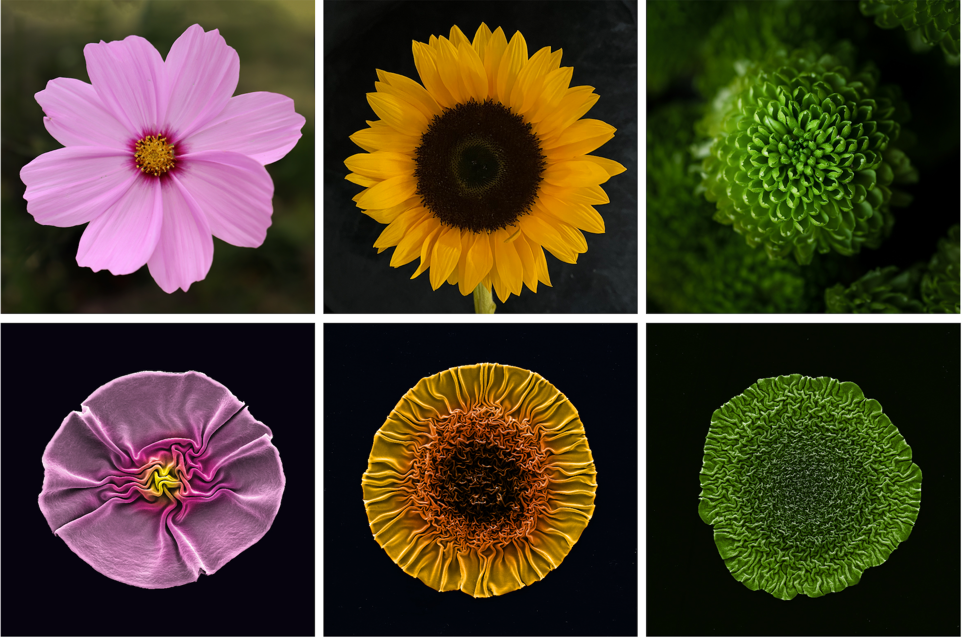 Flower power: Researchers coax bacteria-eating viruses into flower shapes that boost antimicrobial power