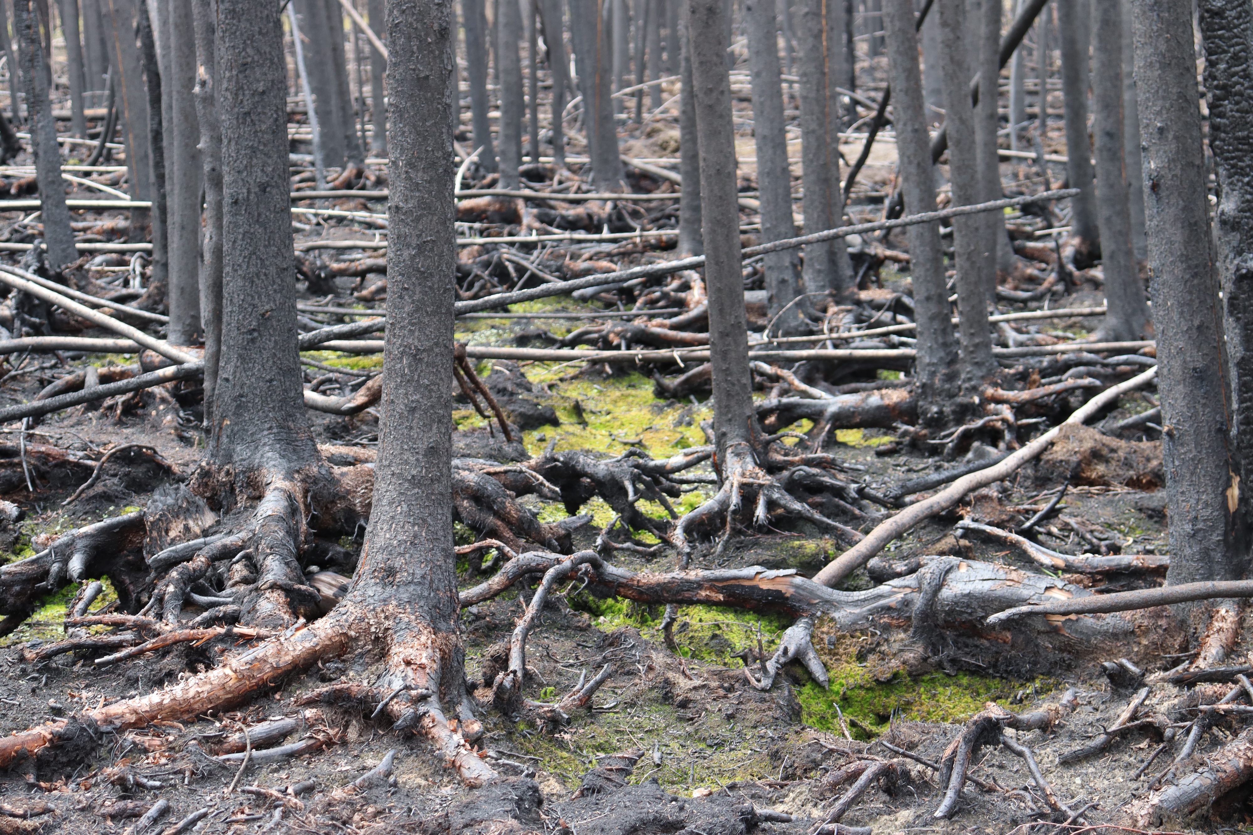 The base and roots of many trees, with exposed roots, and visible gaps beneath some of their roots where the earth has been burned away.