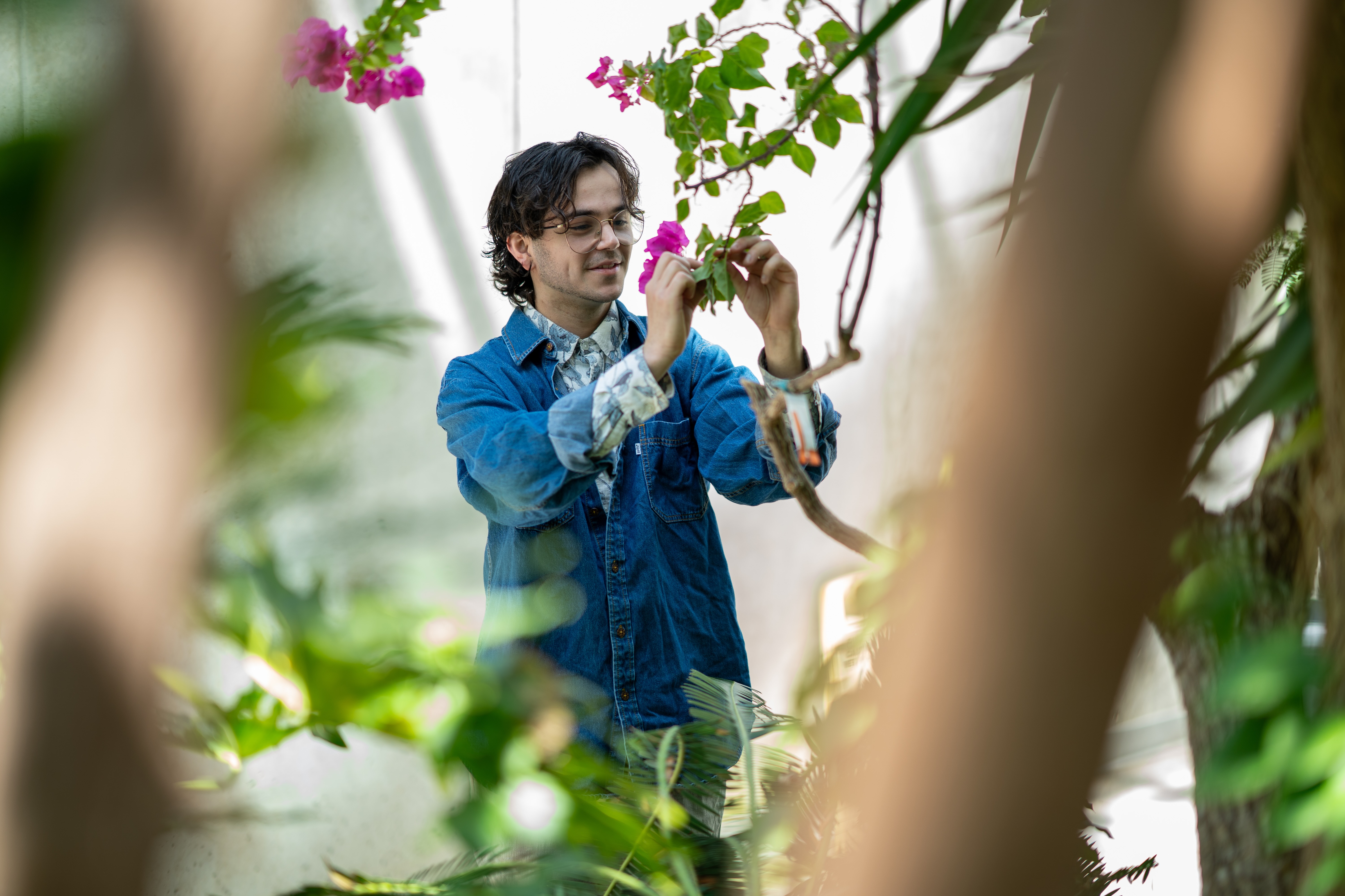 In a greenhouse, a man gently holds a flower that is attached to a vine. 