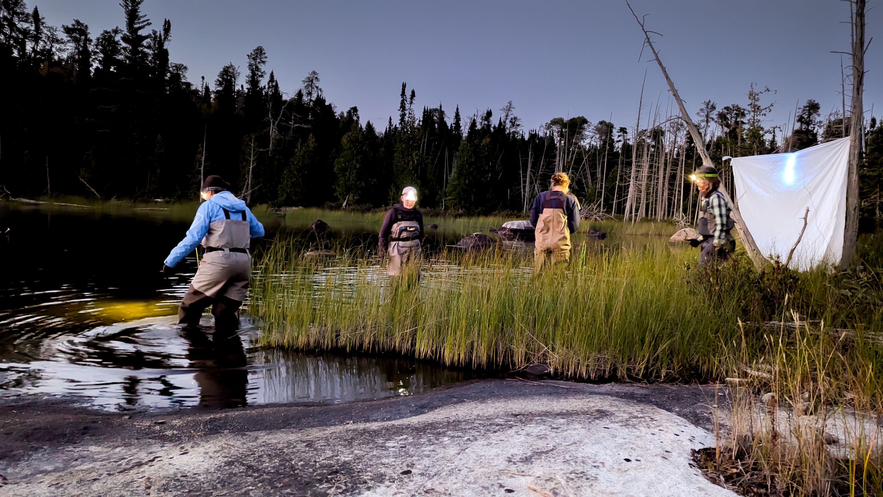 Three people in hip waders, one standing in water, two standing in tall marsh grass. A white sheet is hung over something in the back.