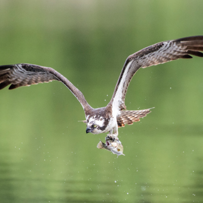 An osprey with its wings outstretched, carrying a trout in its talons above a lake.