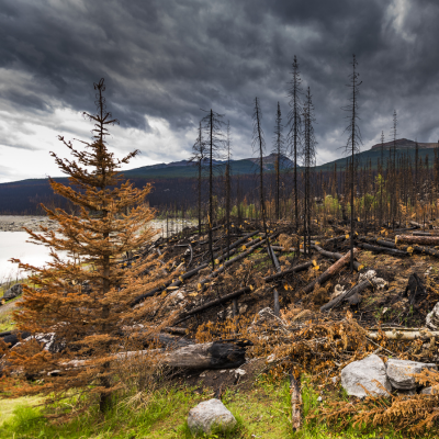 Burnt trees with a body of water in the background.