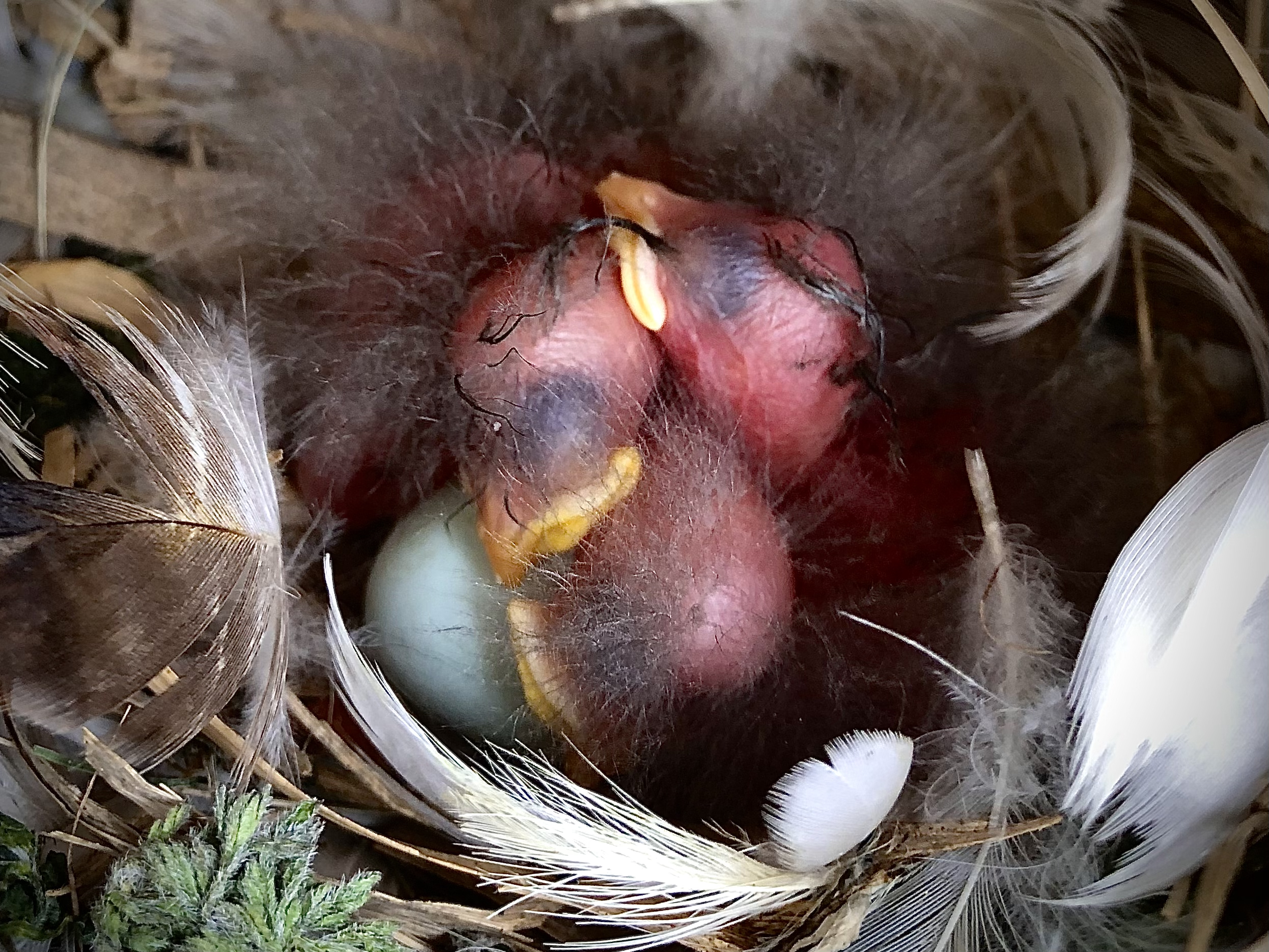 Baby birds sit in a nest.