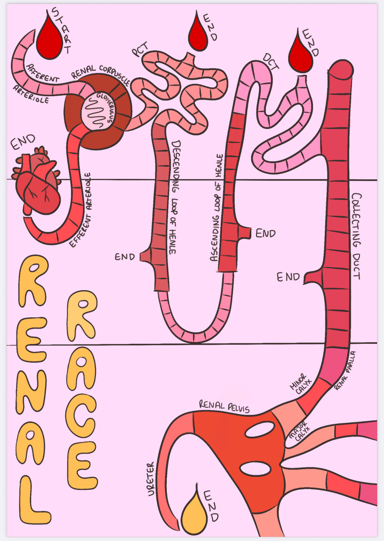An artistic diagram of a body system, with the words 'Renal Race.' The body system appears to be a game, with spaces and 'start' and 'end' markers.