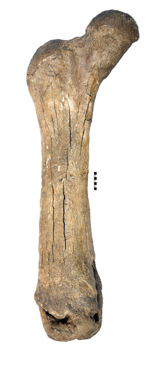 A bone. 