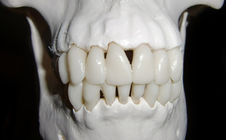 teeth 1