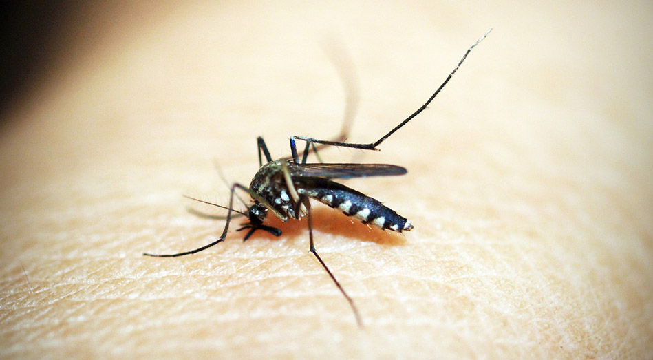 mosquito 1