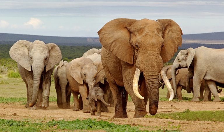 Researchers sequence complete genomes of extinct, living elephants ...