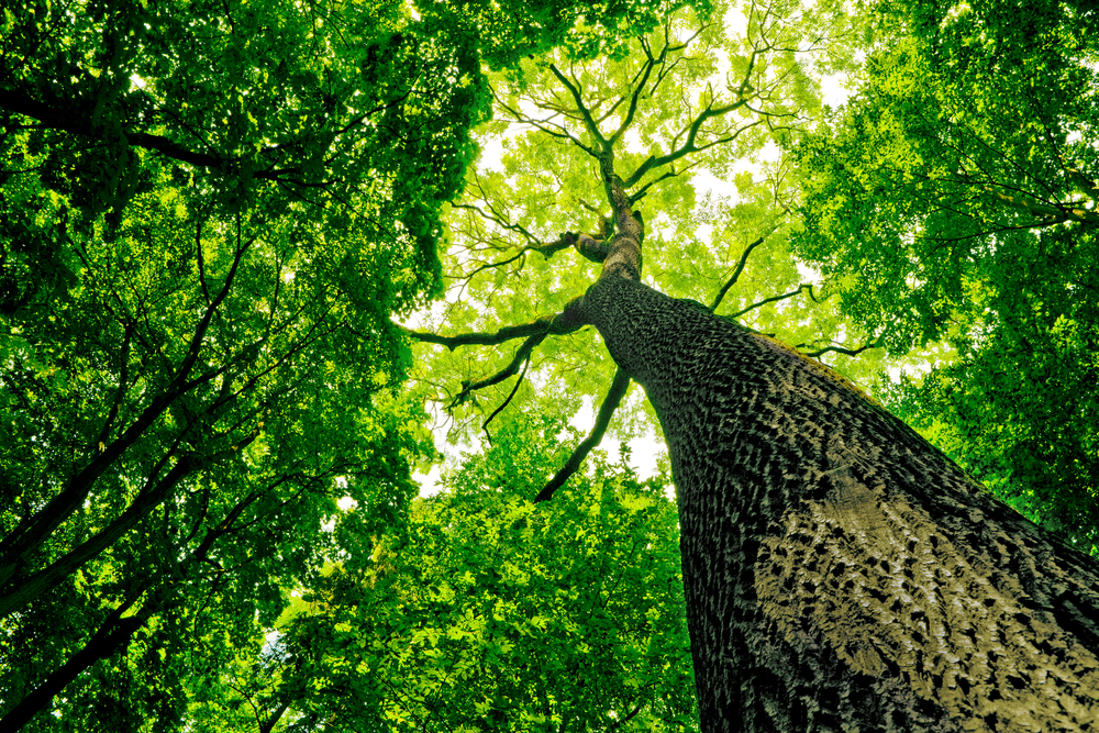 Telling the future of water in southern forests