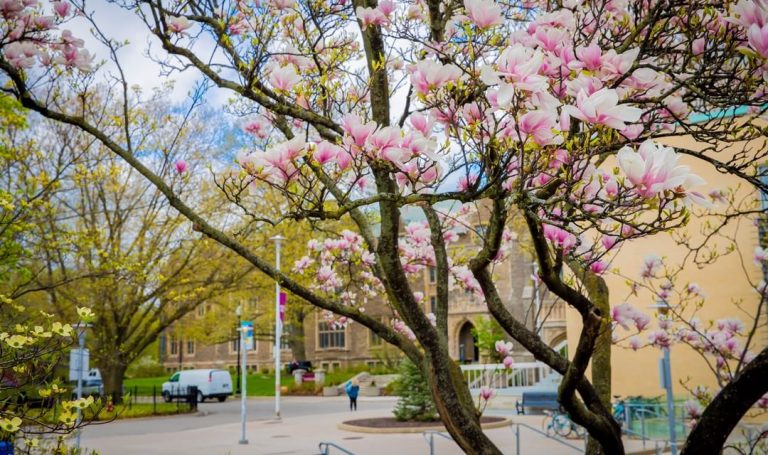 The trees are out to get you this allergy season – Brighter World