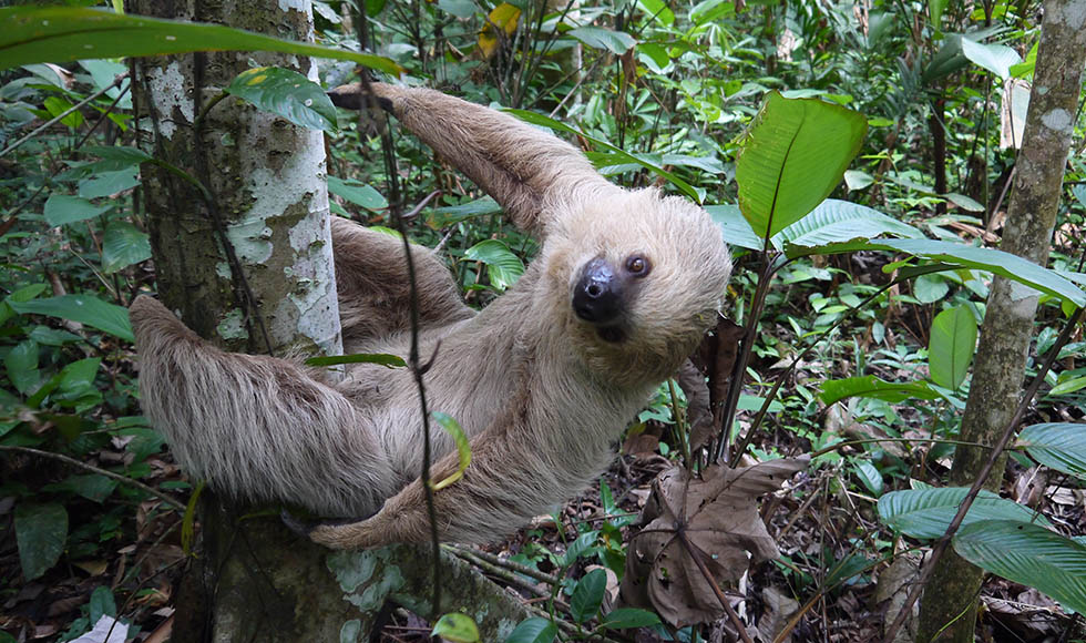 ground sloth