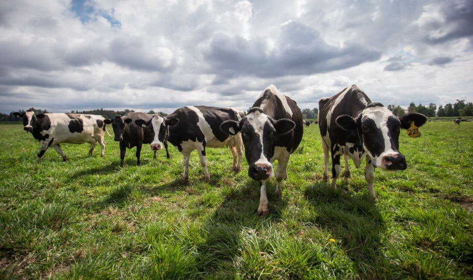 Supply management, which governs Canada's dairy business, is a bargaining chip in trade talks, writes Leonard Waverman, dean of the DeGroote School of Business.