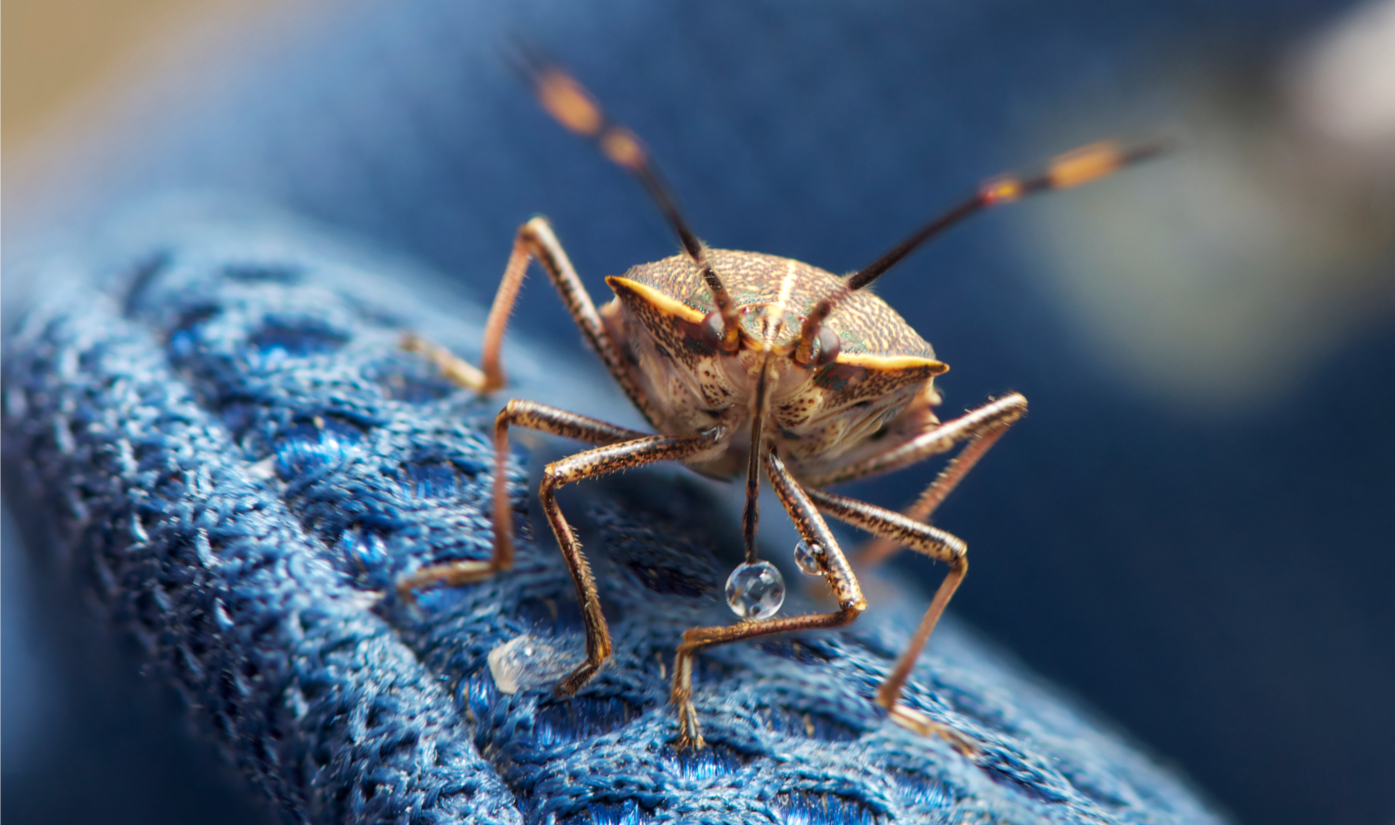 Stink bug sightings are on the rise. In winter, they tend to move indoors to wait out the cold weather. Photo by John Slaney/Flickr