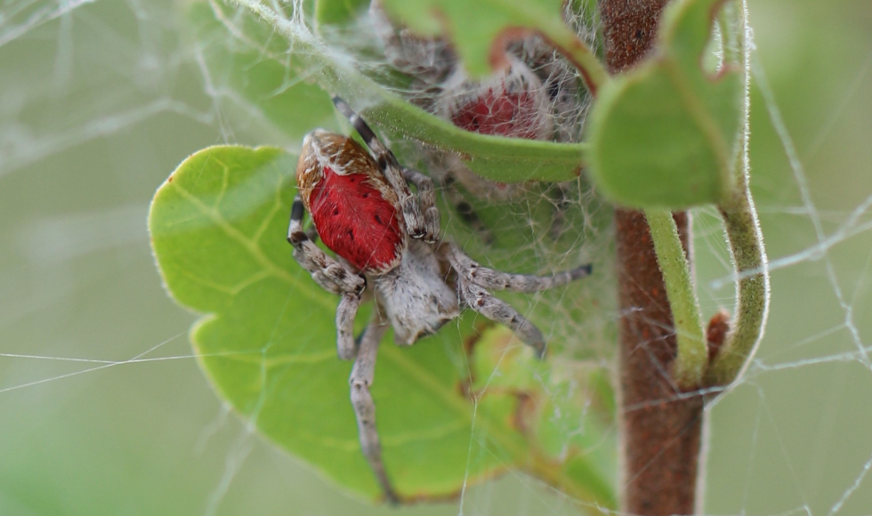 A close-up of a spider with a red abdomen on a leaf