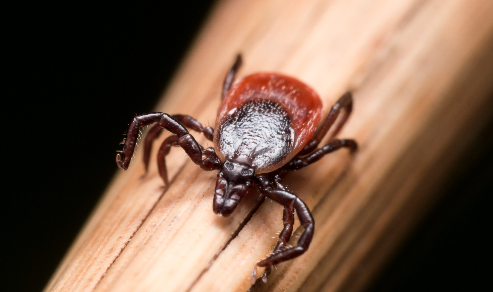 A close-up of a tick on a piece of wood.