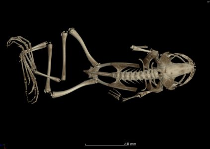 CT scan of Xenopus fraseri