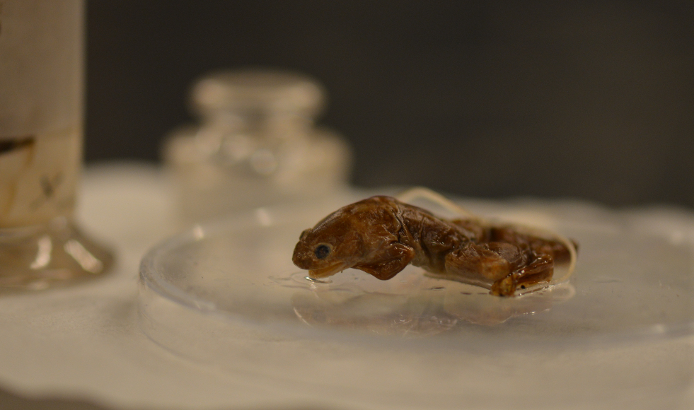 Newswise: A Big Leap Forward: Scientists Solve Lingering Mystery of Poorly Understood Frog