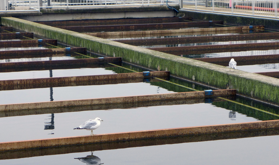 Hamilton wastewater treatment plant