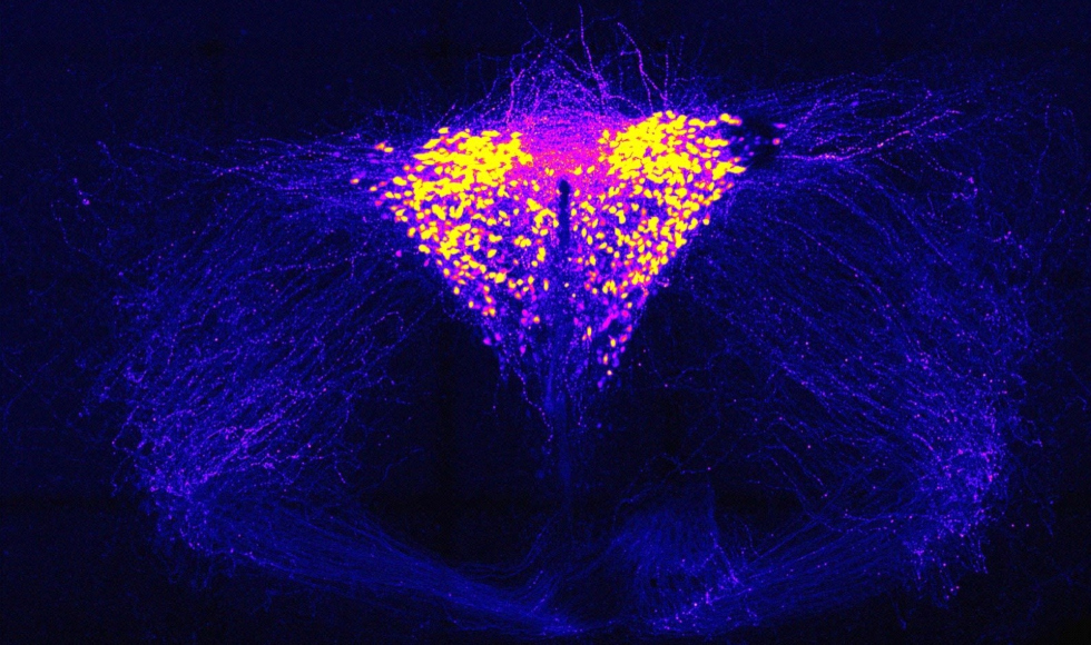 A photo of oxytocin neurons, which glow purple and yellow on a background of dark blue filaments