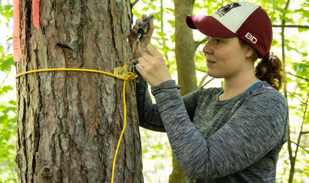 Alanna Bodo is using a hand-held tool to do something with a sensor on a tree trunk.