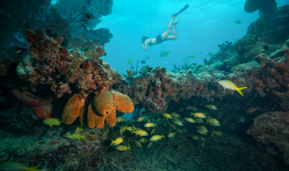 A photo of a coral reef. A female swimmer in the distance wearing snorkeling gear and flippers is in the top half of the photo. Some small, yellow fish are in the foreground.