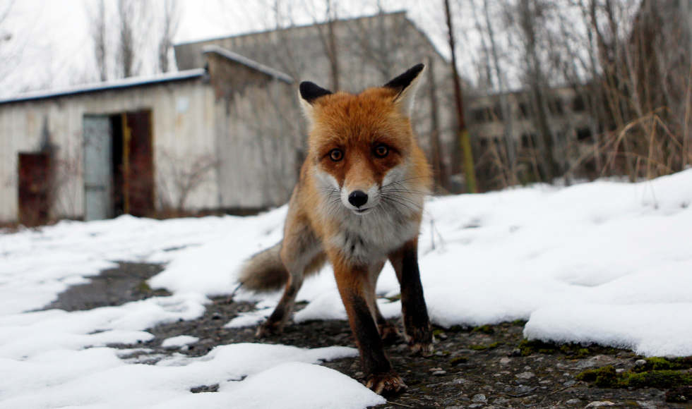 A photo of a fox with the deserted town of Pripyat, Ukraine in the background