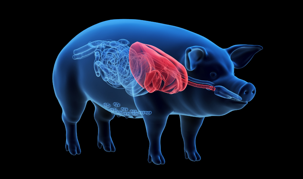 Analysis — Organ transplants from pigs: Medical miracle or pandemic in the  making? – Brighter World