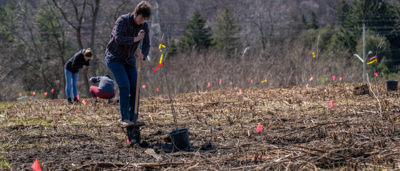 McMaster students planting trees