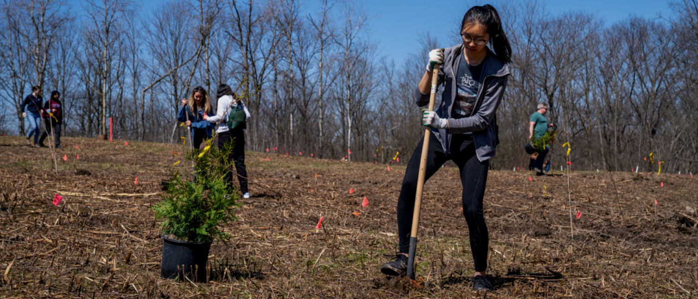 McMaster students planting trees