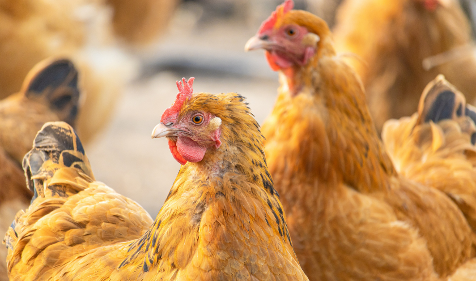 A close up of two free range hens