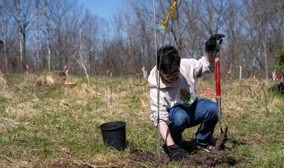 A McMaster student planting a tree
