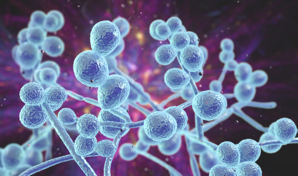 A 3-D rendering of the Candida auris fungus.