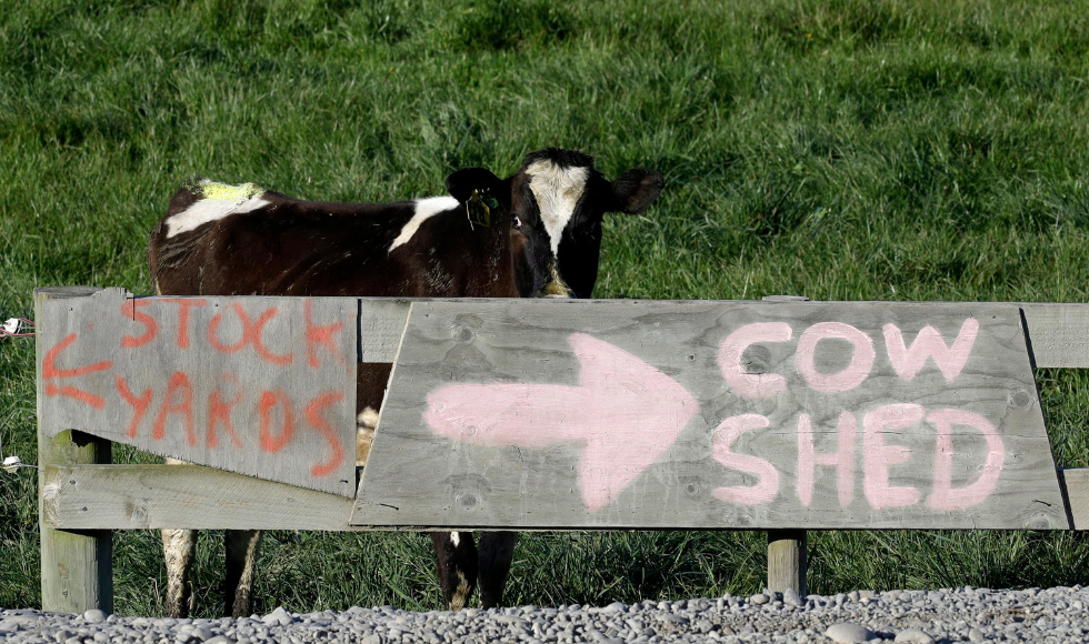 A cow standing behind a fence that has two signs on it. One reads ‘stockyards’ with a sign pointing left and the other reads ‘cow shed’ with an arrow pointing right.