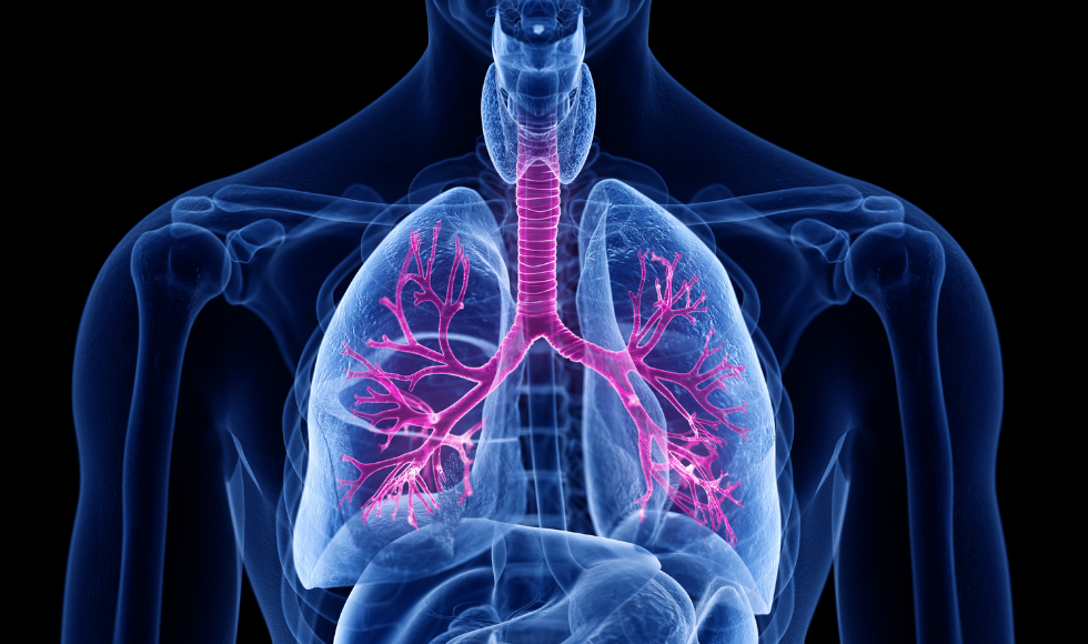 A graphic showing human lungs, with airways highlighted.
