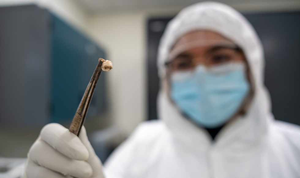 A researcher wearing a protective suit, mask and gloves using a forcep holds up the tooth of someone who died during the Black Death pandemic