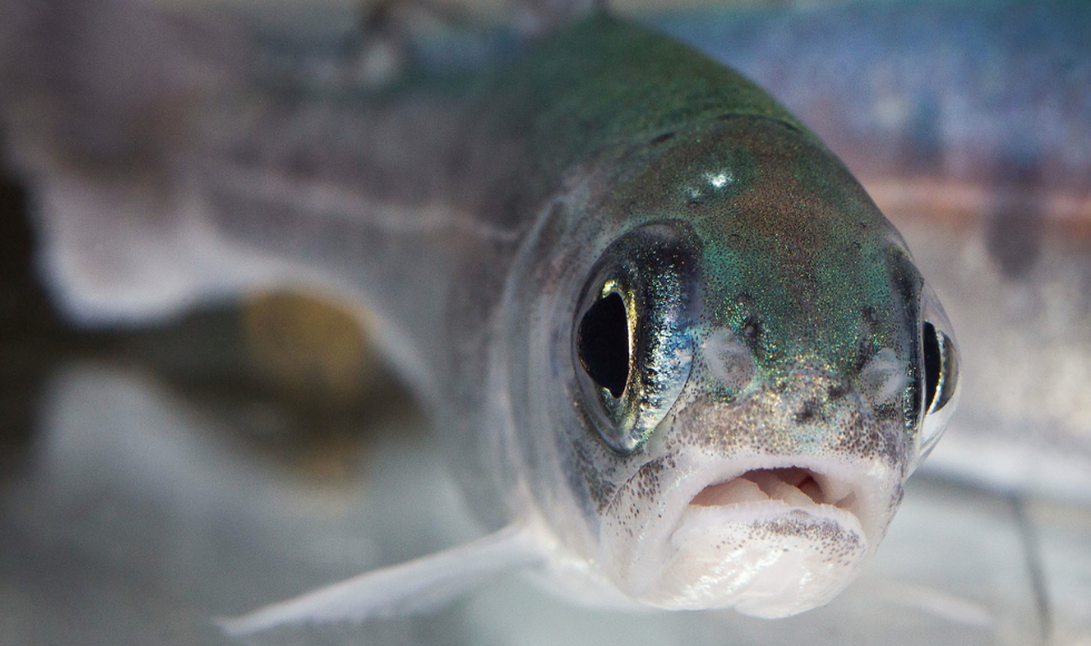 A closeup of a fish